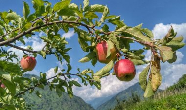 उत्तराखंड में सेब किसानों का संकट, मुआवजे से मुकर गई बीमा कंपनी