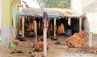 क्यों किसानों के लिए पशुपालन बोझ बनता जा रहा है?