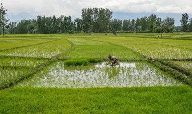 खरीफ सीजन की 89 फीसदी बुवाई पूरी, दलहन-तिलहन और धान की बुवाई में तेजी