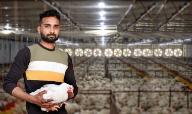 टेक्नोलॉजी और कॉन्ट्रैक्ट फार्मिंग से ढाई लाख करोड़ सालाना की इंटीग्रेटेड इंडस्ट्री बन गई पोल्ट्री फार्मिंग