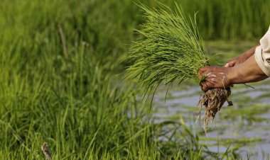 पंजाब में फसल विविधीकरण से बढ़ी बासमती की खेती, रकबा 12.58 फीसदी बढ़ा
