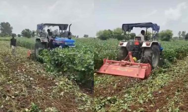 सोयाबीन का सही भाव नहीं मिला, किसान ने 10 बीघा में खड़ी फसल पर चला दिया ट्रैक्टर