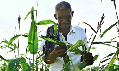 क्या है राष्ट्रीय कीट निगरानी प्रणाली? ऐप के जरिए किसानों को मिलेगी सटीक सलाह