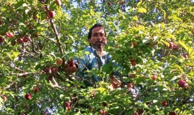 उत्तराखंड में 25 फीसदी फसलें बर्बाद मगर किसानों को नहीं मिलेगा मुआवजा, मंत्री ने बताई वजह