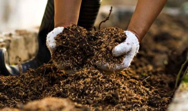 हिमाचल में किसानों-पशुपालकों से गोबर खाद खरीदने के लिए प्रक्रिया शुरू