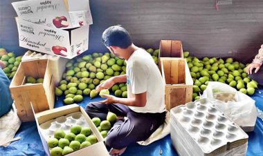 सेब को टक्कर दे रही नाशपाती, 900-1200 रुपये पहुंचा हाफ बॉक्स का रेट