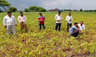 महाराष्ट्र में सोयाबीन किसानों की नाराजगी बन सकती है चुनावी मुद्दा