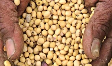 सोयाबीन के भाव में गिरावट का मुद्दा गरमाया, एक सितंबर से आंदोलन की चेतावनी