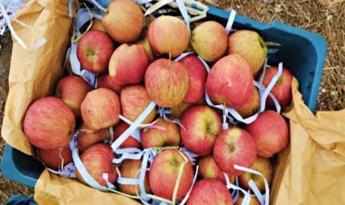 अफगानिस्तान के ड्यूटी फ्री सेब ने बढ़ाई हिमाचल-कश्मीर के बागवानों की चिंता, गिरने लगे दाम