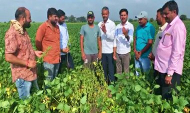 महाराष्ट्र विधानसभा चुनाव में गरमाएगा सोयाबीन कीमतों में गिरावट का मुद्दा