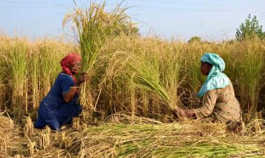 देश में सामान्य से 7 फीसदी अधिक बारिश, लंबा खिंचेंगा मानसून सीजन, फसल कटाई हो सकती है प्रभावित