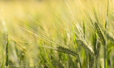 रिकॉर्ड  उत्पादन के आंकड़ों के बावजूद गेहूं  को लेकर क्यों खड़ी हो सकती हैं मुश्किलें