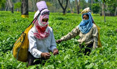 चाय का उत्पादन जुलाई में 14.39 फीसदी घटा, असम और पश्चिम बंगाल में कम उत्पादन रही वजह