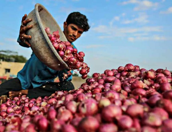 उत्पादन लागत से भी कम हुए प्याज के दाम, किसानों का बढ़ा संकट, निर्यात सब्सिडी बढ़ाने की मांग