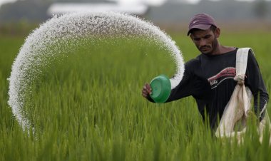 राजस्थान में किसानों को डीएपी के स्थान पर एसएसपी व यूरिया के उपयोग की सलाह