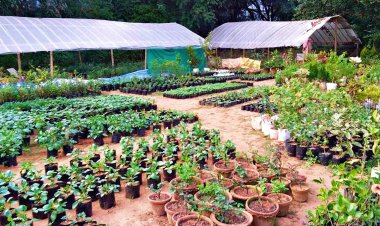 छोटी नर्सरी लगाने के लिए मिलेगा 7.5 लाख तक का अनुदान, यहां करें आवेदन