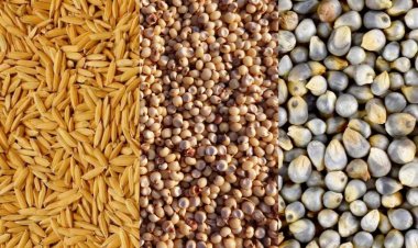 मध्य प्रदेश में धान, ज्वार और बाजरा की खरीद के लिए 19 सितंबर से शुरू होगा पंजीकरण