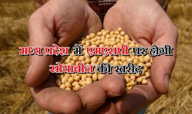 मध्य प्रदेश में एमएसपी पर होगी सोयाबीन की खरीद, केंद्र ने राज्य सरकार के प्रस्ताव को दी मंजूरी