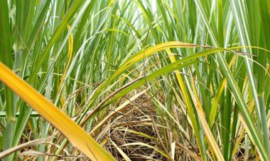 यूपी में गन्ने में फैला रोग, बचाव के लिए शुगरकेन रिसर्च काउंसिल की एडवाइजरी