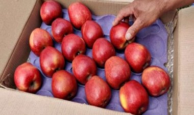 यूनिवर्सल कार्टन उपलब्ध न होने से उत्तराखंड के सेब उत्पादक परेशान
