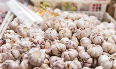 नेपाल के रास्ते भारत में चाइनीज लहसुन की तस्करी, कई राज्यों में अवैध आपूर्ति का विरोध