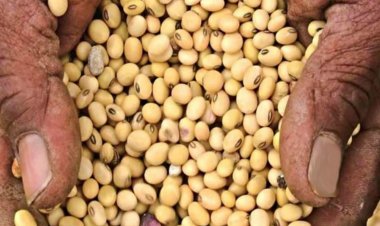 मध्य प्रदेश में 25 अक्टूबर से शुरू होगी सोयाबीन की खरीद, पंजीकरण करना जरूरी