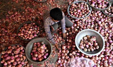 दो माह में 5 बार दाम बढ़ाने के बावजूद सरकारी एजेंसियों को किसान नहीं बेच रहे प्याज, खुले बाजार में कीमत ज्यादा