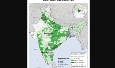 यूएसडीए का भारत में रिकॉर्ड चावल उत्पादन का अनुमान, कपास का क्षेत्र घटा