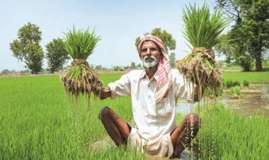 खरीफ बुवाई 5 साल के औसत के पार पहुंची, धान और तिलहन के रकबे में बढ़ोतरी