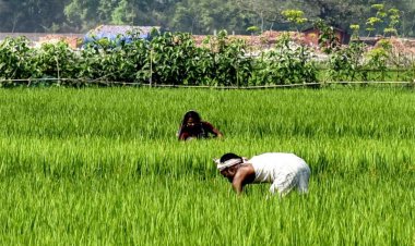 पीएम-आशा योजना जारी रखने को मंजूरी,  पीएसएस और पीएसएफ भी इसमें शामिल