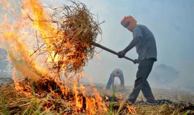 हरियाणा में पराली जलाने वाले किसान मंडियों में नहीं बेच पाएंगे फसल