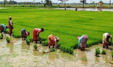 घट नहीं रही है भारतीय अर्थव्यवस्था में कृषि की 'प्रधानता'