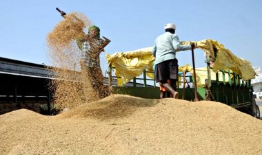 बासमती धान की 1509 किस्म का दाम पिछले साल से 500-700 रुपये कम