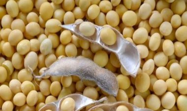 मध्य प्रदेश में सोयाबीन की सरकारी खरीद शुरू,  3 लाख से अधिक किसानों ने कराया पंजीकरण