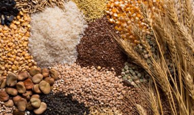 2026 में यूरोपीय यूनियन के अनाज उत्पादन में गिरावट का अनुमान; गेहूं उत्पादन घटेगा, मक्का में हल्की रिकवरी संभव: COCERAL