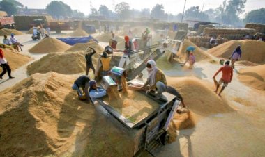 पंजाब में दो हजार से अधिक केंद्रों पर होगी धान की खरीद, 185 लाख टन खरीद का लक्ष्य