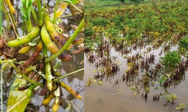 मध्य प्रदेश में बारिश से सोयाबीन और दहलन किसानों को नुकसान, कटाई भी प्रभावित