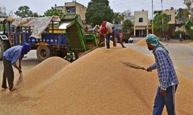 हरियाणा में धान की सरकारी खरीद शुरू, किसानों के विरोध के बाद सरकार ने बदली तारीख