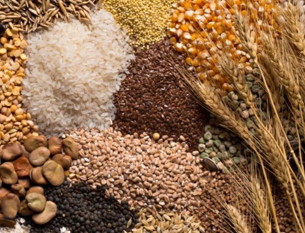 कृषि मंत्रालय ने जारी किया 2025-26 का दूसरा अग्रिम अनुमान; चावल, गेहूं और मक्का के रिकॉर्ड उत्पादन की उम्मीद