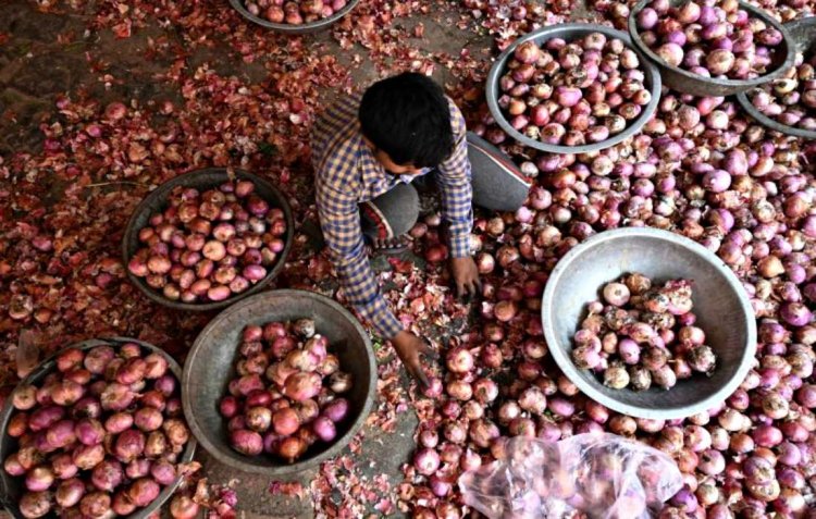 दो माह में 5 बार दाम बढ़ाने के बावजूद सरकारी एजेंसियों को किसान नहीं बेच रहे प्याज, खुले बाजार में कीमत ज्यादा