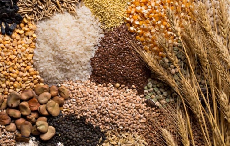 2026 में यूरोपीय यूनियन के अनाज उत्पादन में गिरावट का अनुमान; गेहूं उत्पादन घटेगा, मक्का में हल्की रिकवरी संभव: COCERAL