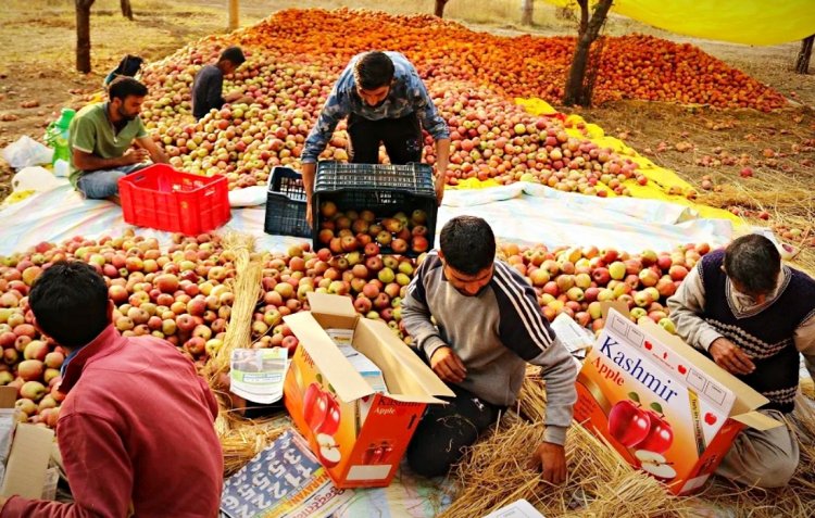 कश्मीरी सेब के लिए विशेष नीति की मांग, जम्मू कश्मीर चुनाव में कितना अहम है बागवानों का मुद्दा