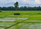ग्रामीण परिवारों की आय बढ़ी लेकिन घट रही है भूमि की जोत: नाबार्ड सर्वे