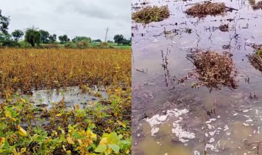 मध्य प्रदेश में बारिश से सोयाबीन और दलहल फसलों को भारी नुकसान, किसान बोले- मुआवजा दे सरकार