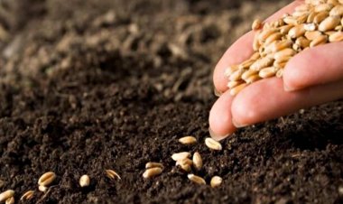 रबी सीजन के लिए आईएआरआई से प्राप्त करें गेहूं की उन्नत किस्मों के बीज, ऑनलाइन भी कर सकते हैं बुकिंग