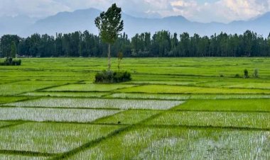 ग्रामीण परिवारों की आय बढ़ी लेकिन घट रही है भूमि की जोत: नाबार्ड सर्वे