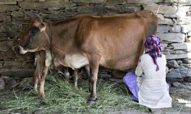 हिमाचल में किसानों को देसी गाय खरीदने के लिए मिलेगा 33 हजार रुपये का अनुदान