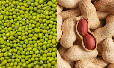 राजस्थान में मूंग और मूंगफली की सरकारी खरीद के लिए पंजीकरण शुरू