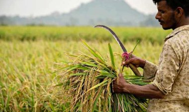 वित्त वर्ष 2024-25 की दूसरी तिमाही में कृषि जीवीए वृद्धि 3.5 फीसदी रहने का अनुमान: इक्रा