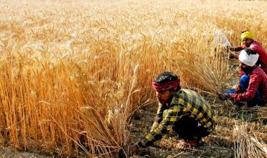 रबी फसलों के एमएसपी को मंजूरी, गेहूं का एमएसपी 150 रुपये बढ़ा